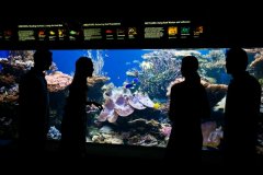WaikikiAquarium_03678.jpg
