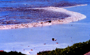 1983 okushiri tokai univ web